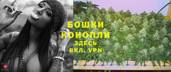 сатива Бородино